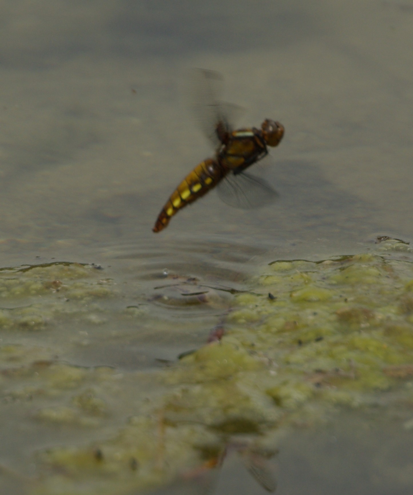 Libellula depressa al volo